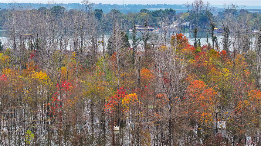 航拍鏡頭下的吉水縣吉湖國家濕地公園色彩斑斕，景色迷人。廖敏攝
