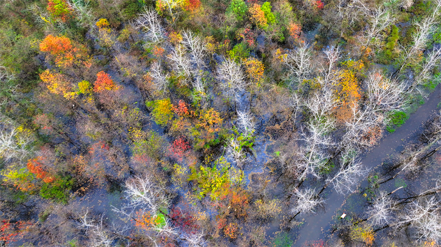 航拍鏡頭下的吉水縣吉湖國家濕地公園色彩斑斕，景色迷人。廖敏攝