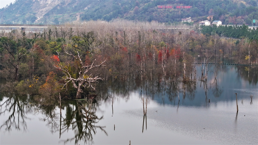 航拍鏡頭下的吉水縣吉湖國家濕地公園色彩斑斕，景色迷人。廖敏攝