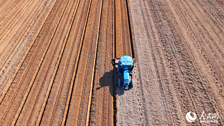 豐城市尚莊街道的一處蔬菜種植基地，農機手駕駛犁田機在耕整農田，種植露地蔬菜。人民網 朱海鵬攝