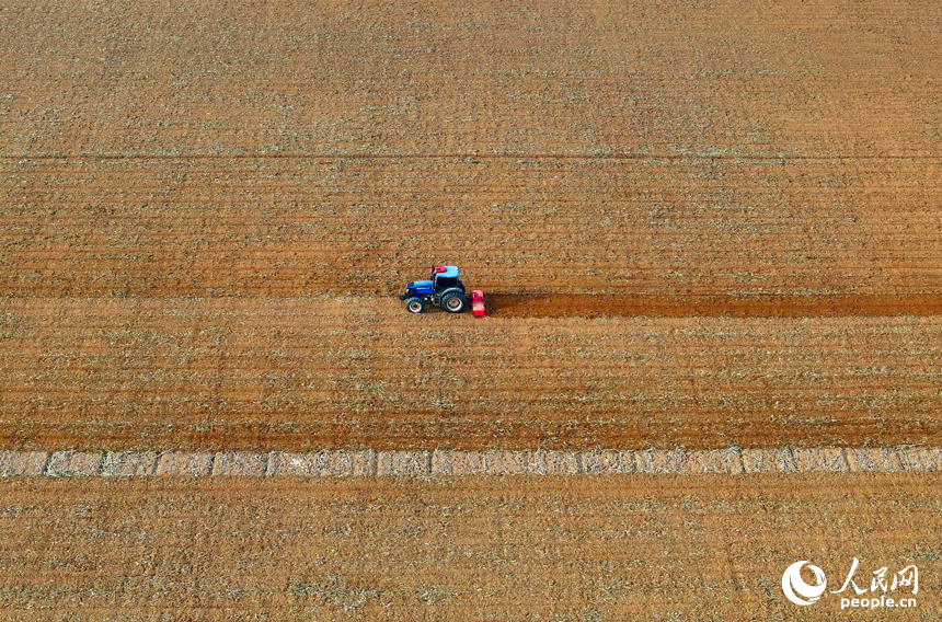 豐城市尚莊街道的一處農作物種植基地，村民在犁田松土和采收大豆，田間地頭一派繁忙。人民網 朱海鵬攝