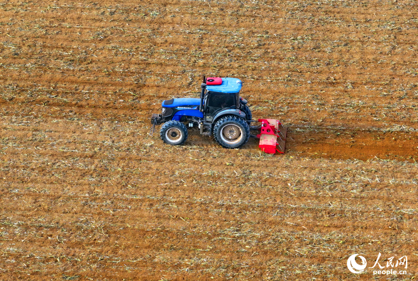 豐城市尚莊街道的一處農作物種植基地，村民在犁田松土和采收大豆，田間地頭一派繁忙。人民網 朱海鵬攝