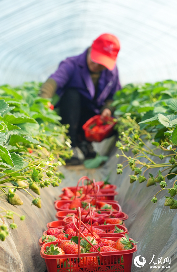 南昌市東湖區揚子洲鎮火車頭農場草莓種植基地，工人正在采摘草莓。人民網記者 毛思遠攝