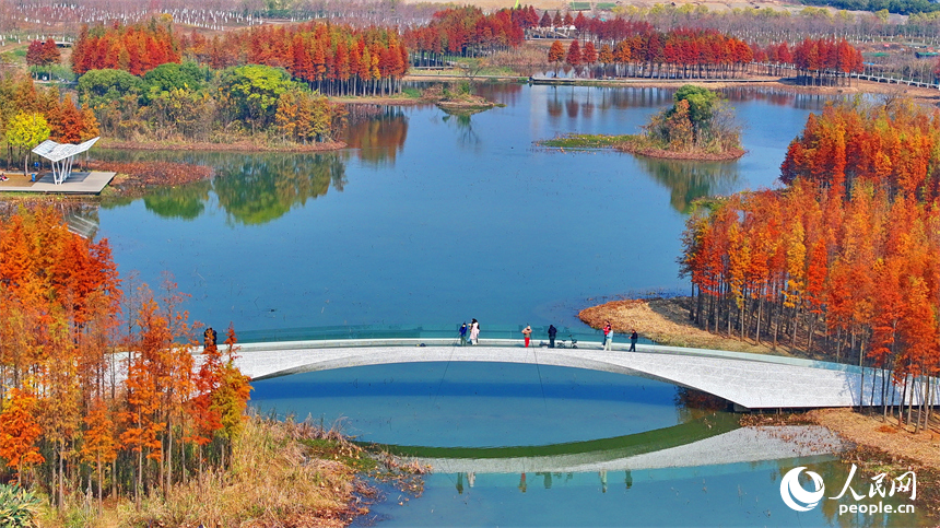 南昌市魚尾洲濕地公園，連片的水杉色彩斑斕、層林盡染。人民網 朱海鵬攝