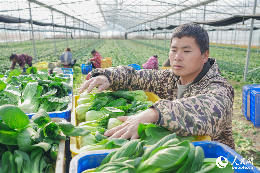 江西省撫州市東臨新區竹溪村千畝蔬菜種植基地，村民們正在加緊采收蔬菜。人民網 孔文進攝