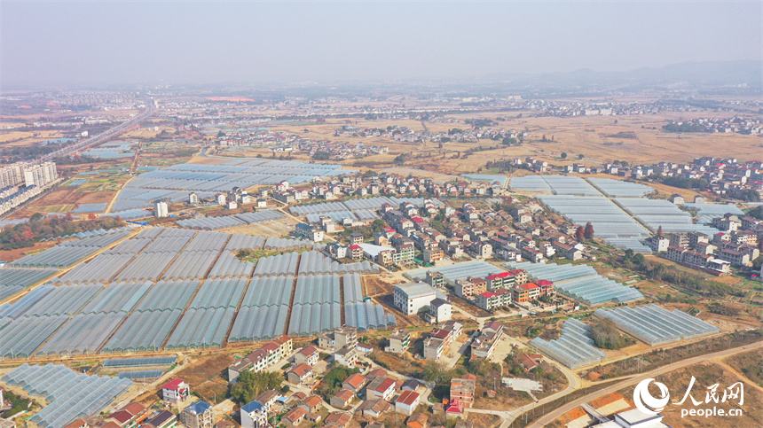 江西省撫州市東臨新區竹溪村千畝蔬菜種植基地，一排排蔬菜大棚鱗次櫛比、整齊排列。李帥龍攝