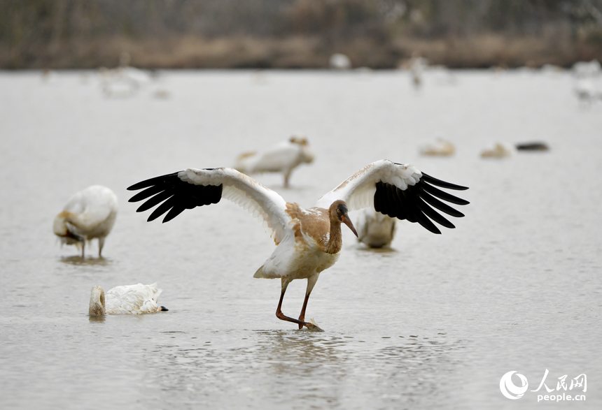 鄱陽湖畔白鶴在水中展翅。人民網記者 時雨攝