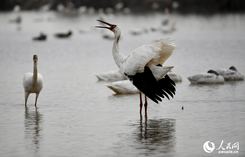 水中的白鶴引頸高歌。人民網記者 時雨攝