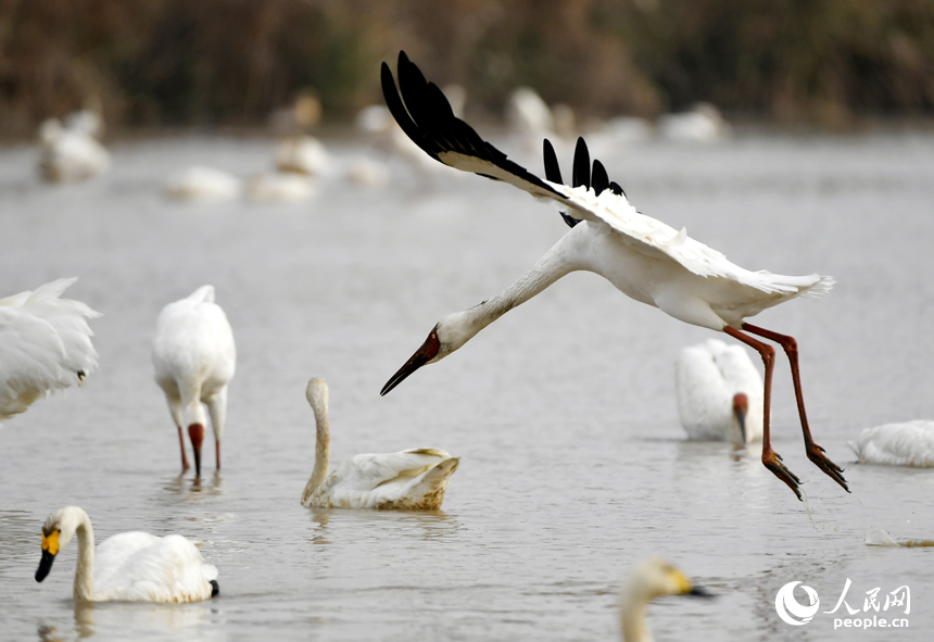 飛翔的白鶴準備落入水面。人民網記者 時雨攝