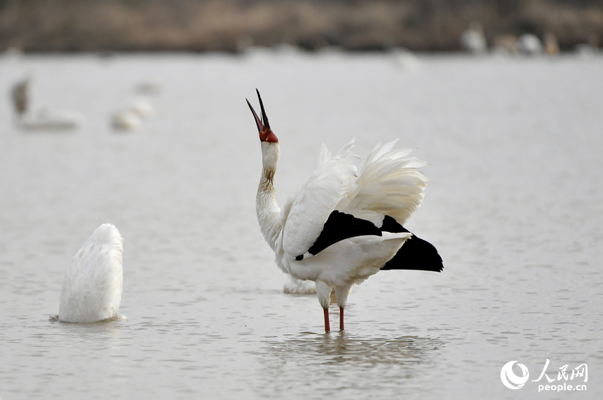 水中的白鶴引頸高歌。人民網記者 時雨攝