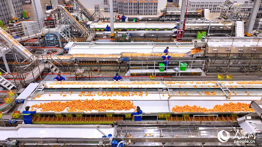 贛州市信豐縣的一家臍橙加工企業內，工人在智能分選包裝生產線上篩選包裝贛南臍橙。人民網 朱海鵬攝