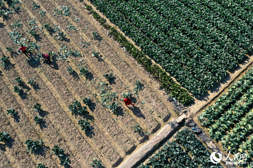 南昌市東湖區揚子洲鎮的農田里，農戶正在采摘蔬菜。人民網記者 時雨攝