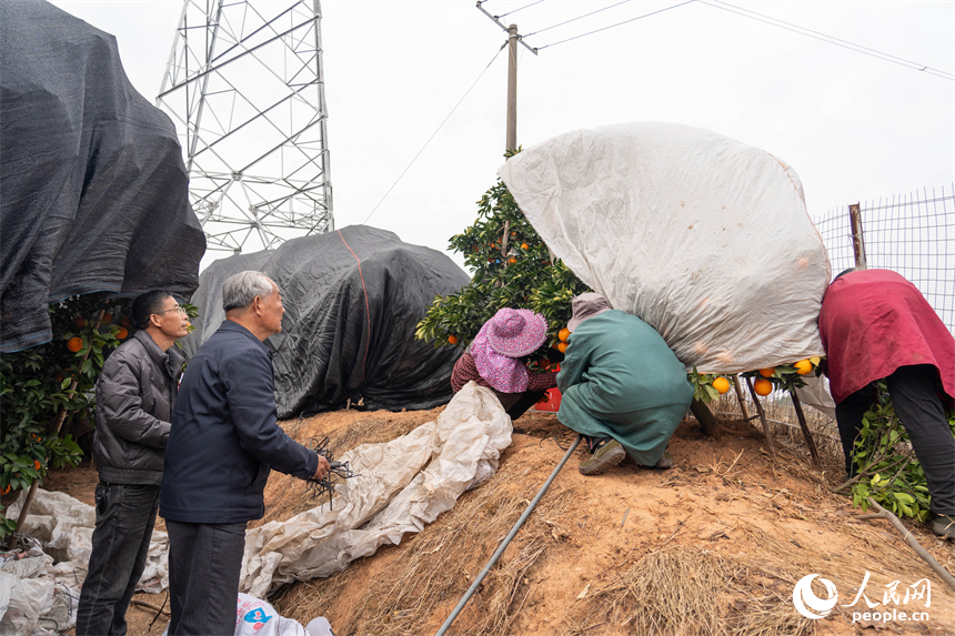 江西信豐，果農正在為未采收的臍橙覆蓋防凍網。人民網 龍楚良攝