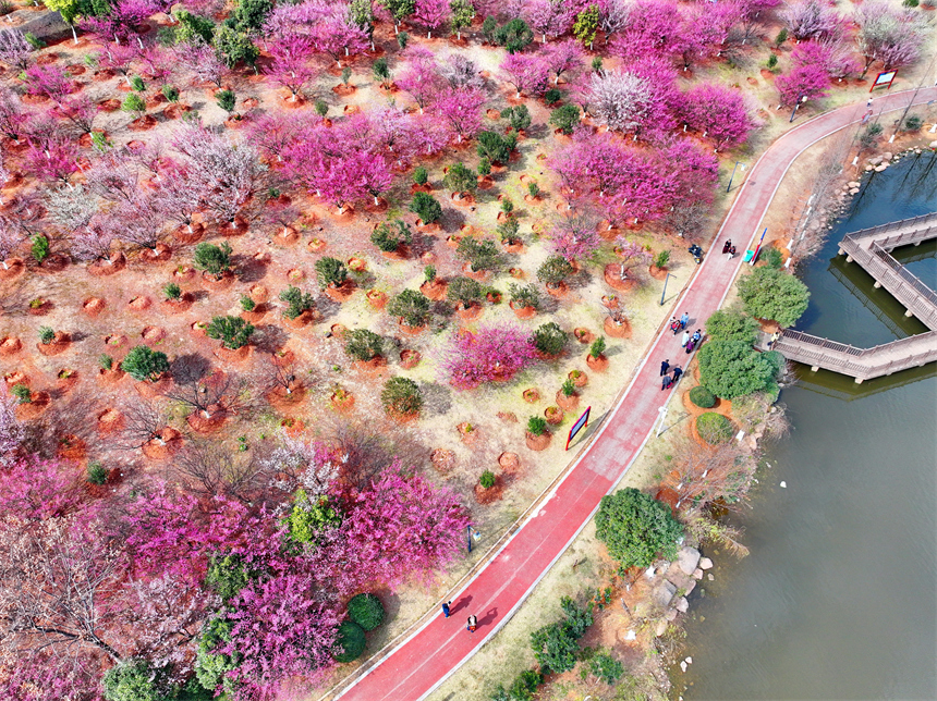 贛州市金鳳梅園紅梅綻放，美不勝收，吸引不少游客前來游玩。人民網 朱海鵬攝