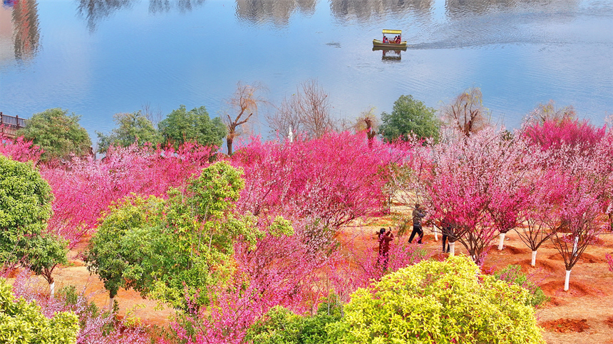 贛州市金鳳梅園紅梅綻放，美不勝收，吸引不少游客前來游玩。人民網 朱海鵬攝