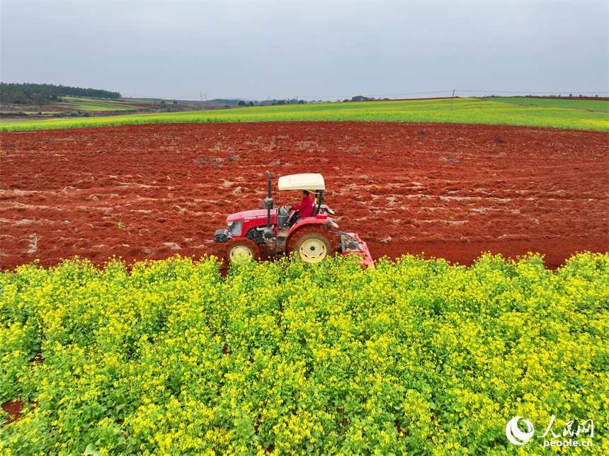 樟樹市義城鎮羅港村村民駕駛著農機在翻耕田地。人民網 朱海鵬攝