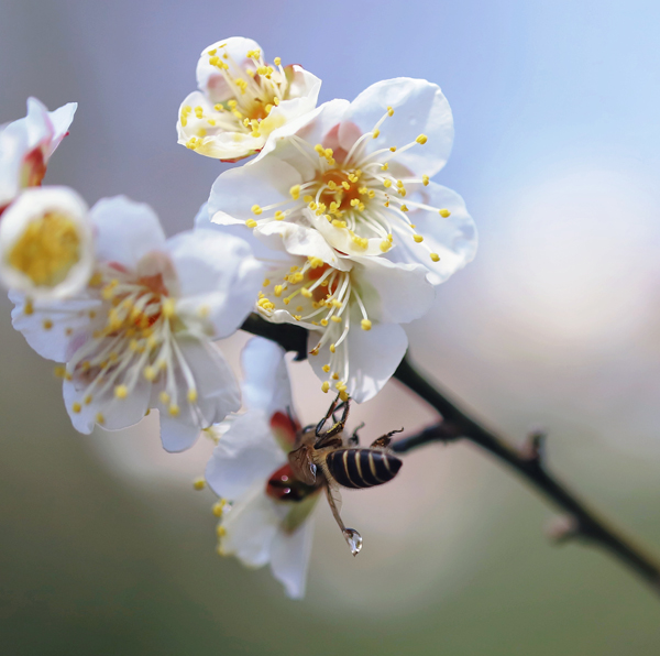 競相綻放的梅花吸引許多蜜蜂前來采蜜。郭英攝