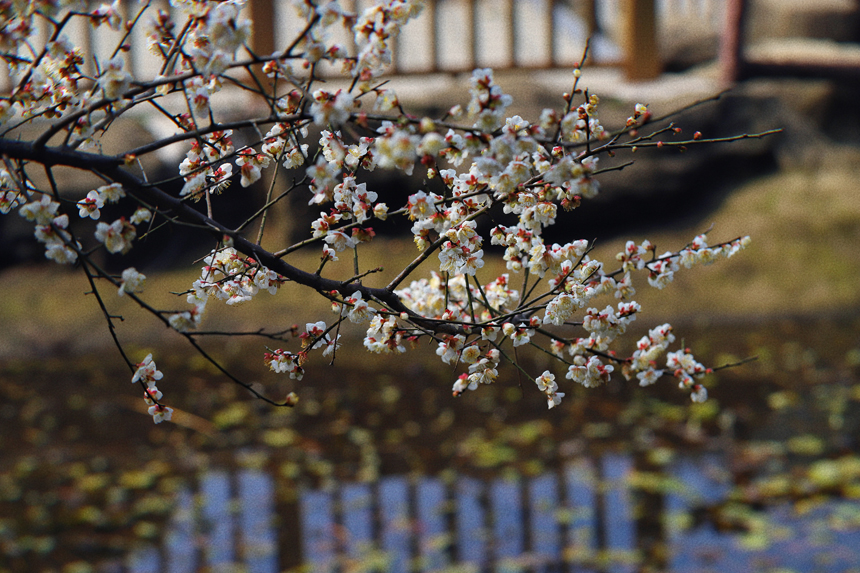 競相綻放的梅花吸引許多蜜蜂前來采蜜。郭英攝
