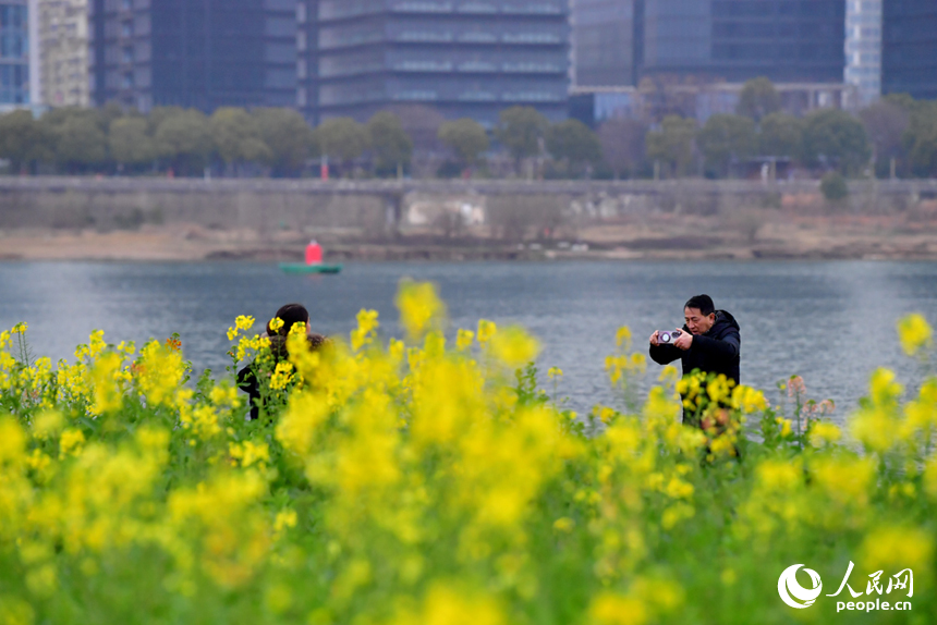 游客們來到田間地頭拍照打卡，感受迷人春色。人民網記者 時雨攝