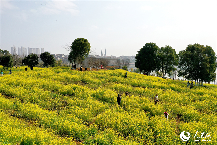 九龍湖濕地公園內綻放的油菜花吸引市民和游客拍照打卡。人民網記者 時雨攝