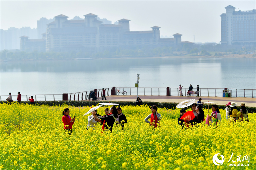 九龍湖濕地公園內綻放的油菜花吸引市民和游客拍照打卡。人民網記者 時雨攝