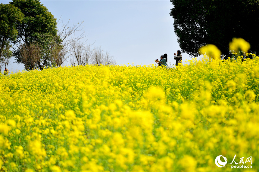 九龍湖濕地公園內綻放的油菜花吸引市民和游客拍照打卡。人民網記者 時雨攝