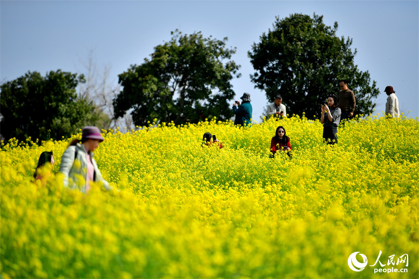 九龍湖濕地公園內綻放的油菜花吸引市民和游客拍照打卡。人民網記者 時雨攝