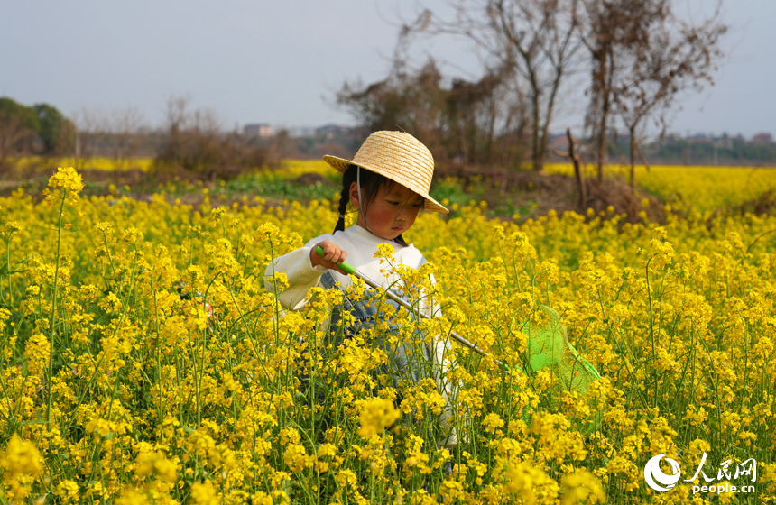 市民游客在油菜花海中感受春日的絢爛與美好。人民網記者 毛思遠攝
