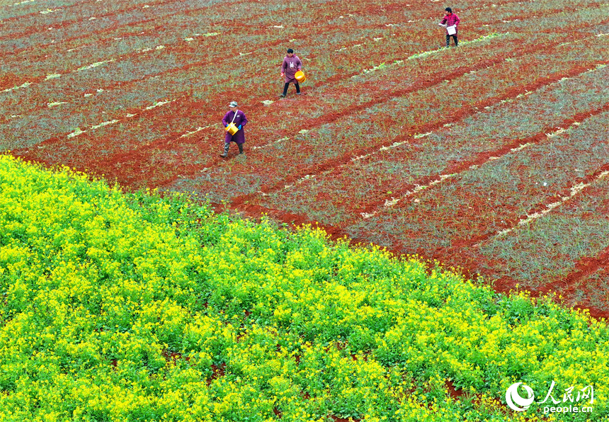 樟樹市義成鎮烏塘村的農業產業種植基地，農事“鐘點工”在田間給農作物施肥。人民網 朱海鵬攝