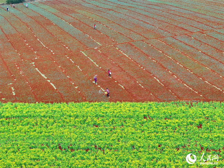 樟樹市義成鎮烏塘村的農業產業種植基地，農事“鐘點工”在田間給農作物施肥。人民網 朱海鵬攝