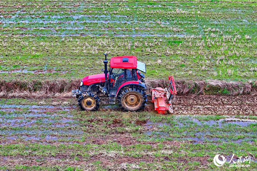 豐城市張巷鎮白馬村，農機手駕駛拖拉機在耕整高標準農田。人民網 朱海鵬攝