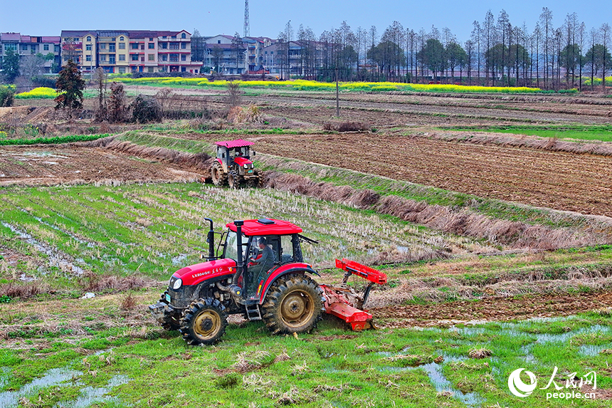 豐城市張巷鎮白馬村，農機手駕駛拖拉機在耕整高標準農田。人民網 朱海鵬攝