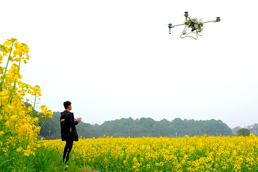 作業人員操作植保無人機對油菜噴灑葉面肥。姚雨婷攝