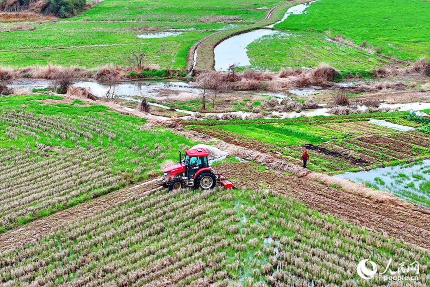 撫州市崇仁縣六家橋鄉艾坊村，農機手在駕駛拖拉機翻耕高標準農田。人民網 朱海鵬攝