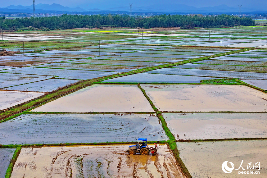 撫州市崇仁縣六家橋鄉艾坊村，春雨浸潤后的高標準農田阡陌縱橫、路通渠連，如同調色盤。人民網 朱海鵬攝