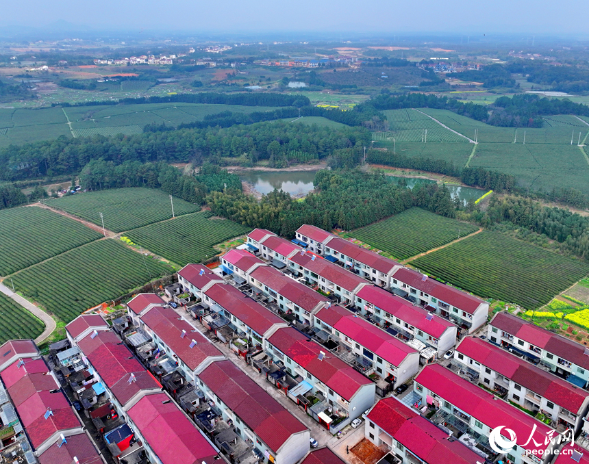 撫州市金溪縣秀谷鎮肖科村的一處茶園，許多游客前來騎行游玩，處處綠景怡人、春意盎然。人民網 朱海鵬攝