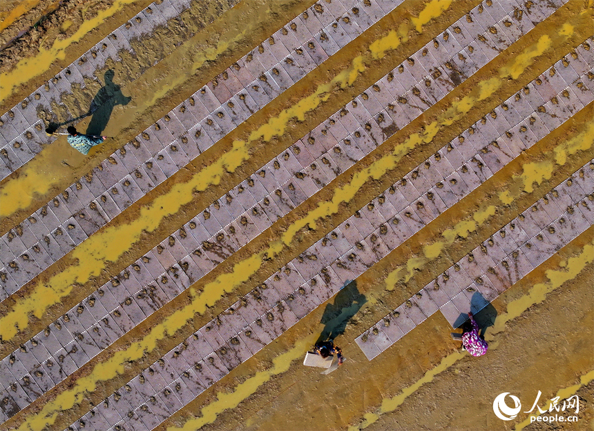 撫州市金溪縣瑯琚鎮厚山村的早稻集中育秧基地，村民在田間擺秧盤、平廂面、撒種覆膜。人民網 朱海鵬攝
