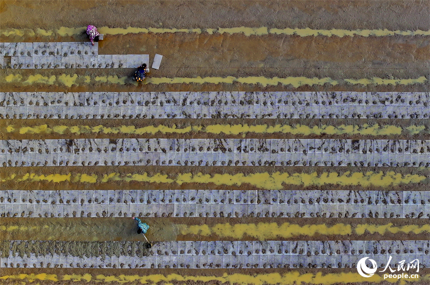撫州市金溪縣瑯琚鎮厚山村的早稻集中育秧基地，村民在田間擺秧盤、平廂面、撒種覆膜。人民網 朱海鵬攝