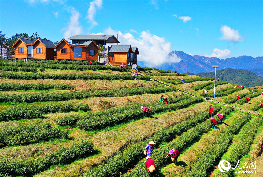 贛州市崇義縣上堡鄉萬長山高山茶場，茶農搶抓利好天氣采摘明前茶供應市場。人民網 朱海鵬攝