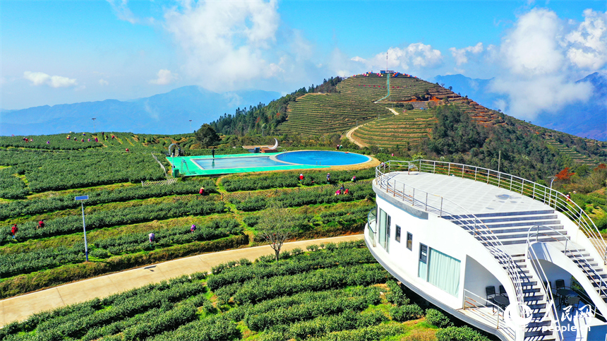 贛州市崇義縣上堡鄉萬長山高山茶場，茶農搶抓利好天氣采摘明前茶供應市場。人民網 朱海鵬攝