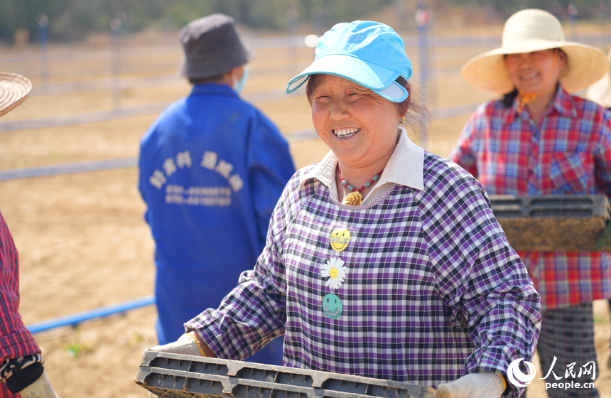 工人在秧田勞作。人民網記者 毛思遠攝