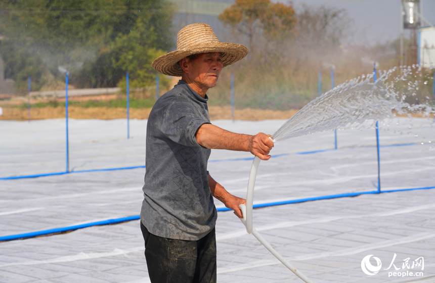 工人正在給剛擺好的秧盤澆水，身后自動噴淋裝置也全部打開，保持秧苗濕度。人民網記者 毛思遠攝