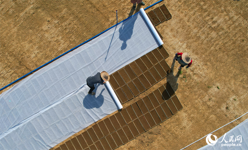 工人給秧苗覆蓋無紡布。人民網記者 毛思遠攝