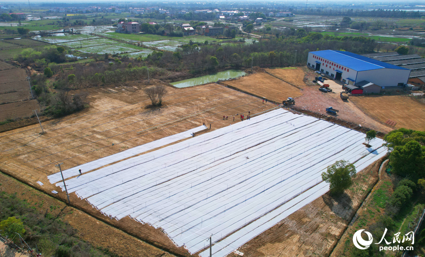 塔城鄉胡昆水道種植家庭農場，工人在秧田勞作。人民網記者 毛思遠攝