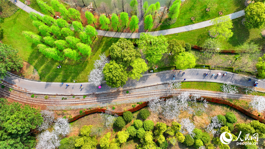 豐城市梅林鎮的一處花卉小鎮，許多游客漫步其中觀賞生態美景，樂享春日時光。人民網 朱海鵬攝