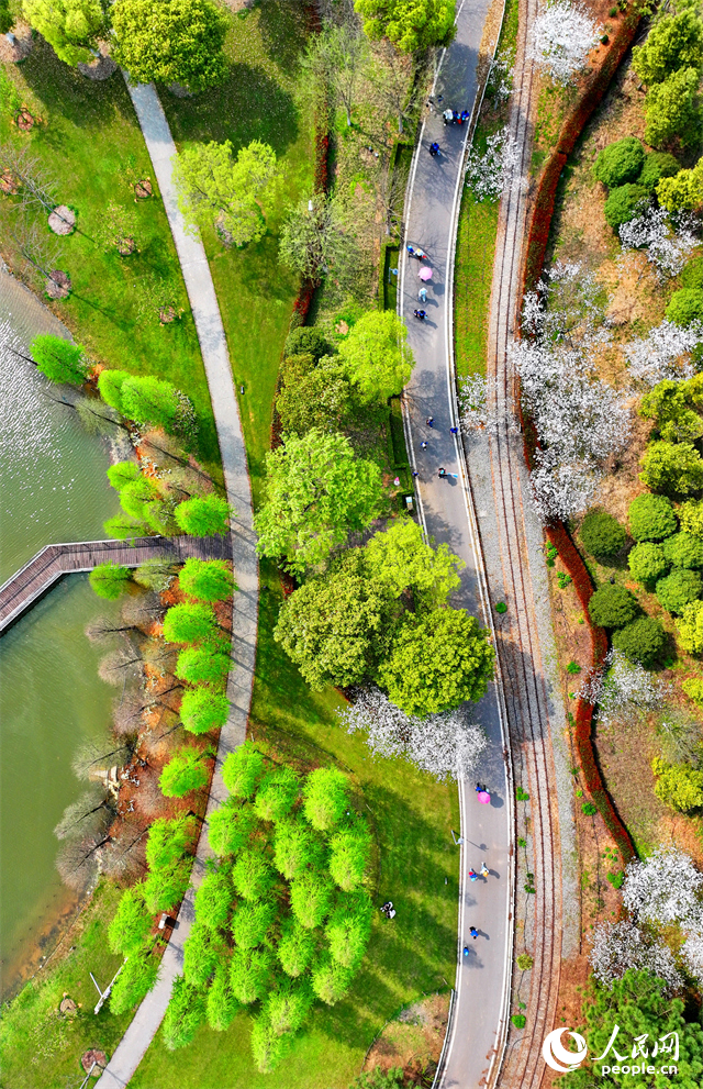 豐城市梅林鎮的一處花卉小鎮，許多游客漫步其中觀賞生態美景，樂享春日時光。人民網 朱海鵬攝