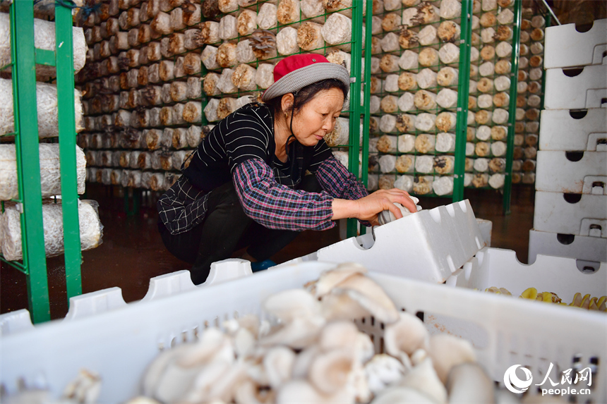村民正在對采摘的蘑菇進行分揀。人民網記者 時雨攝