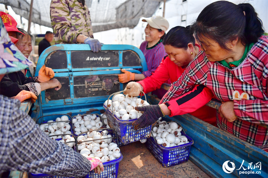 村民們領取剛剛采摘的蘑菇，準備按規格進行分類。人民網記者 時雨攝
