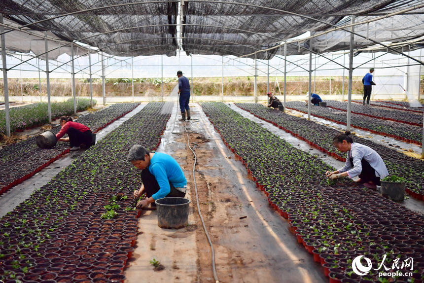 花卉基地里，務工的村民搶抓時節栽種花苗，力爭在五一假期供應市場。人民網記者 時雨攝