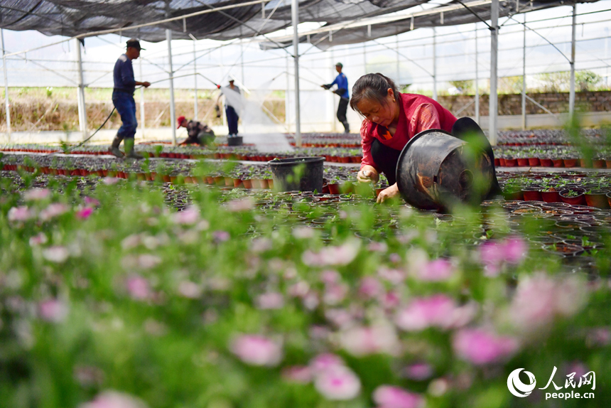 花卉基地里，務工的村民搶抓時節栽種花苗，力爭在五一假期供應市場。人民網記者 時雨攝